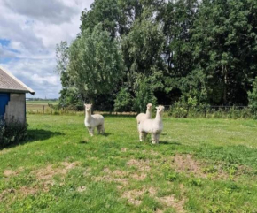 The3AlpacasPieterburen
